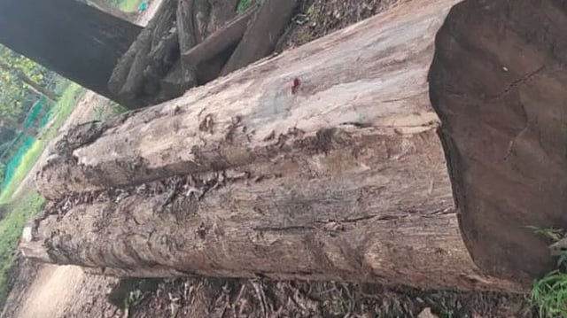 നിലമ്പൂര്‍ തേക്ക് എന്നു പറഞ്ഞാല്‍ ഇതാണ്!; രണ്ടു കഷ്ണങ്ങള്‍ക്ക് ലഭിച്ചത് 31.85 ലക്ഷം രൂപ 