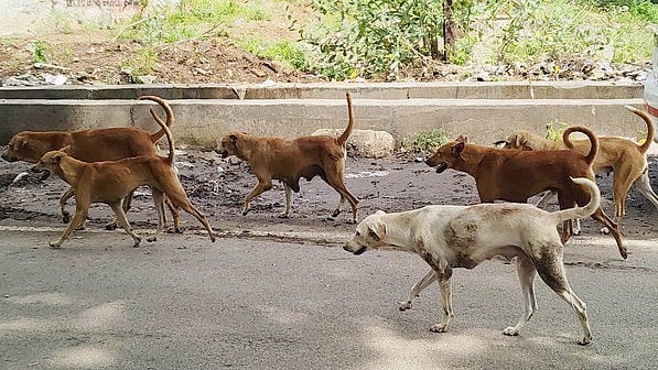 stray dogs
