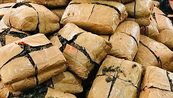 200 കിലോ കഞ്ചാവ് എലി തിന്നെന്ന് പൊലീസ് കോടതിയില്‍, പ്രതിയെ വെറുതെ വിട്ടു