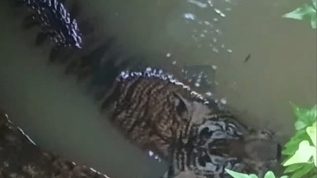 പത്തനംതിട്ടയിൽ കടുവ കിണറ്റിൽ വീണു
