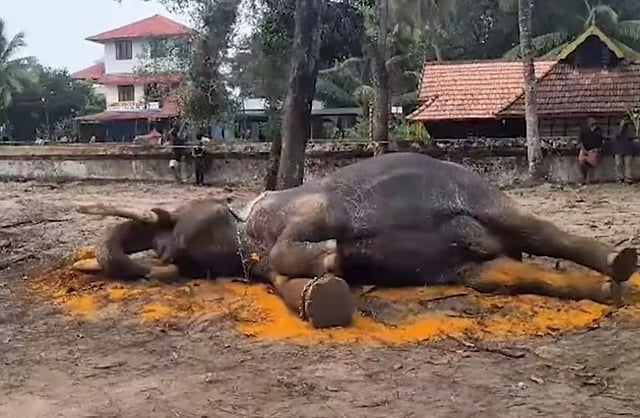n elephant brought for the festival at Nettur Shiva Temple has died