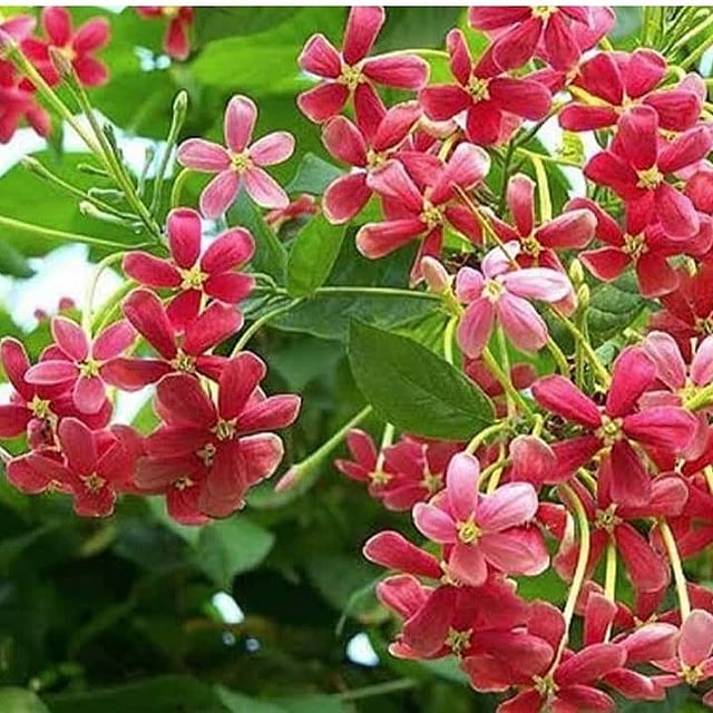 Rangoon creeper