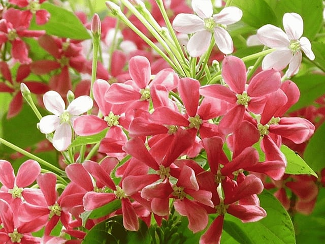 Rangoon creeper
