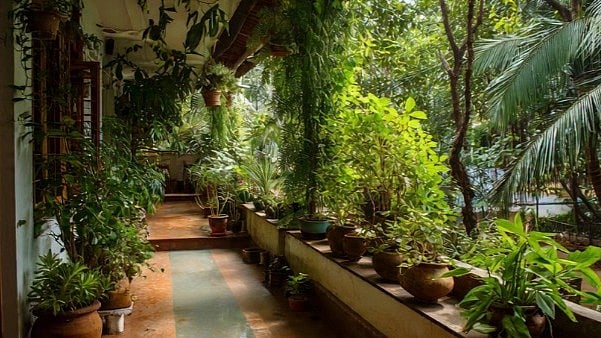 വീടിനകത്തും മുറ്റത്തും ഏതെല്ലാം ചെടികള് വളര്ത്താം?, മുള്ളുള്ളതിന് നെഗറ്റീവ് എനര്ജിയോ?; തുളസി എവിടെ നടാം?