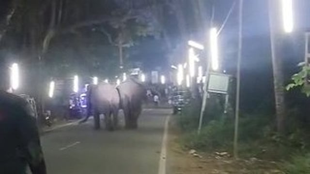 കാവടിയാട്ടം നടക്കുന്നതിനിടെ കാട്ടാനകൾ ഇരച്ചെത്തി; മേളക്കാർ വാദ്യോപകരണങ്ങൾ ഉപേക്ഷിച്ച് ഓടി രക്ഷപ്പെട്ടു; ദുരന്തമൊഴിഞ്ഞത് തലനാരിഴയ്ക്ക് (വിഡിയോ)