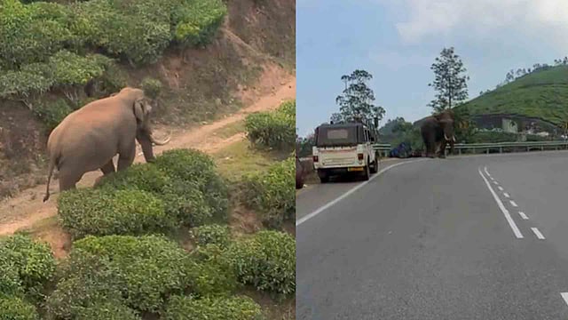 പടയപ്പ മദപ്പാടില്, അക്രമാസക്തനാകാന് സാധ്യത; ജാഗ്രതാ നിര്ദേശവുമായി വനംവകുപ്പ്