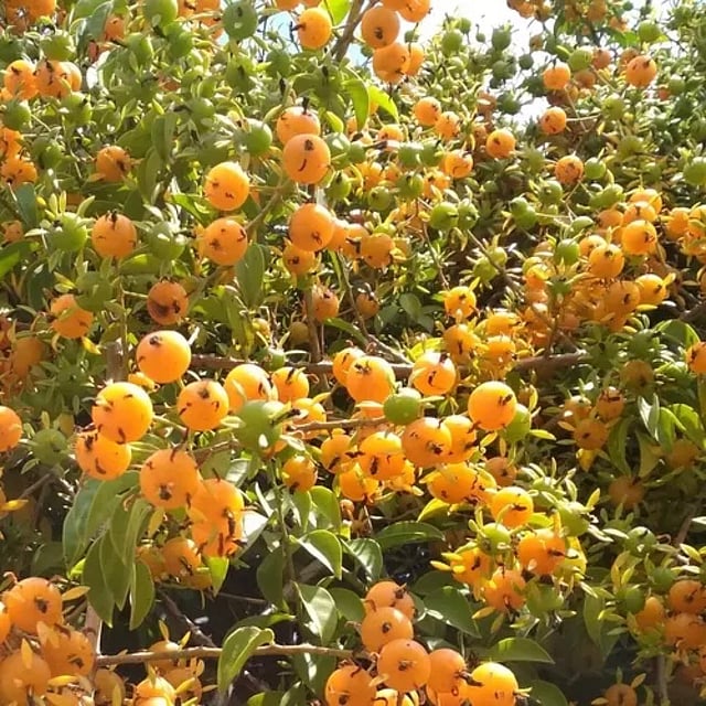 Lemon Vine