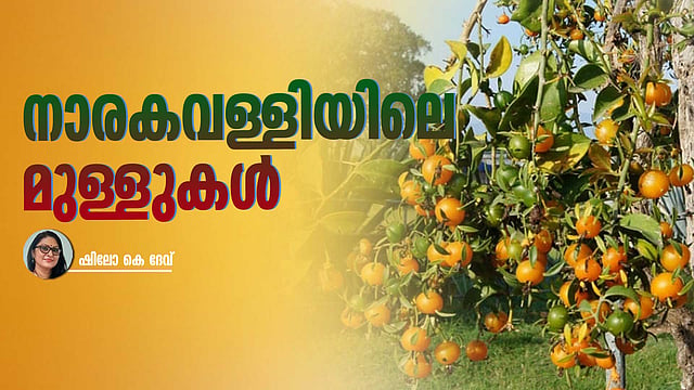 ലെമൺ വൈൻ, മലയാളി പിടിച്ച പുതിയ 'വള്ളി'