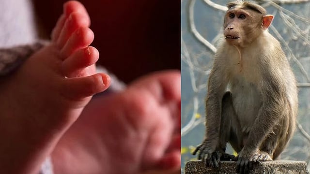 നവജാതശിശുവിനെ, കുരങ്ങന്‍ തട്ടിയെടുത്ത് കിണറ്റിലിട്ടു; 'ഡയപ്പർ' രക്ഷിച്ചു!
