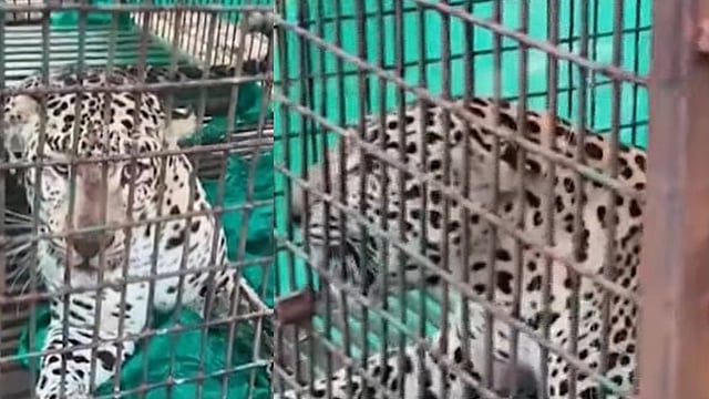 leopard trapped