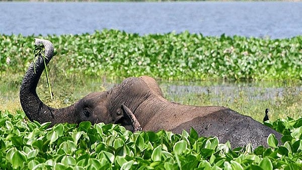 elephant attack