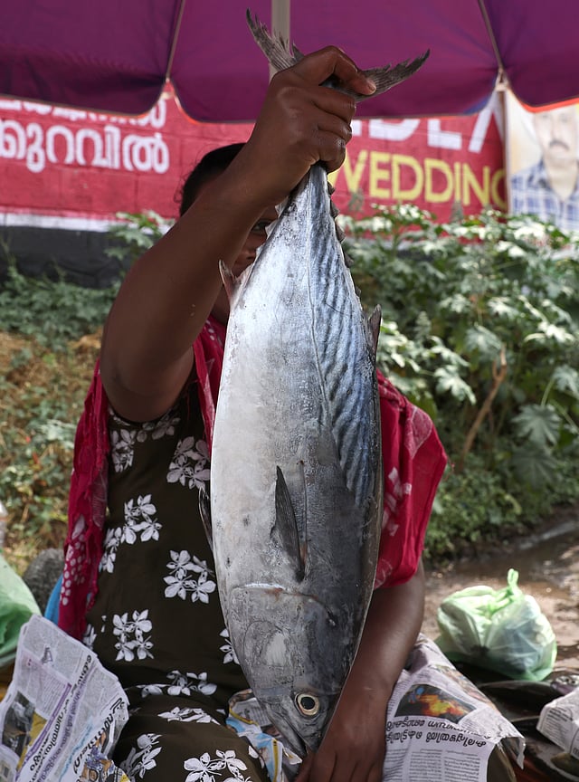 ചൂര മീൻ