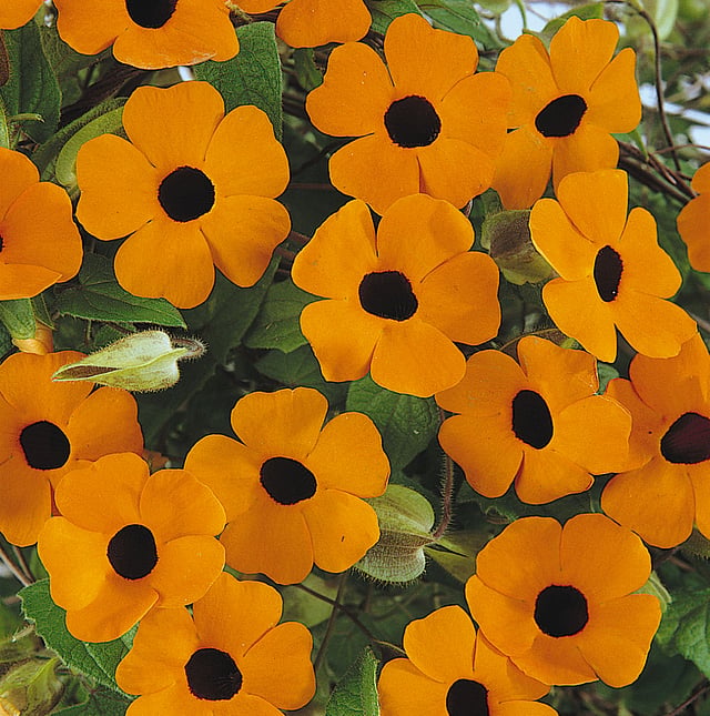 Black-eyed Susan vine
