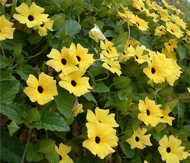 Black-eyed Susan vine