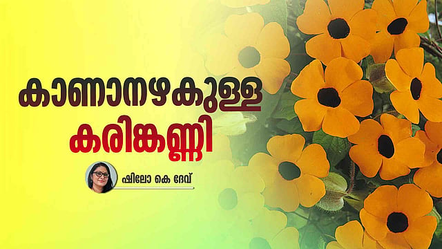 ബ്ലാക്ക് ഐഡ് സൂസൻവൈൻ: കണ്ടാൽ സുന്ദരി, വേരുപിടിച്ചാൽ ഭയങ്കരി