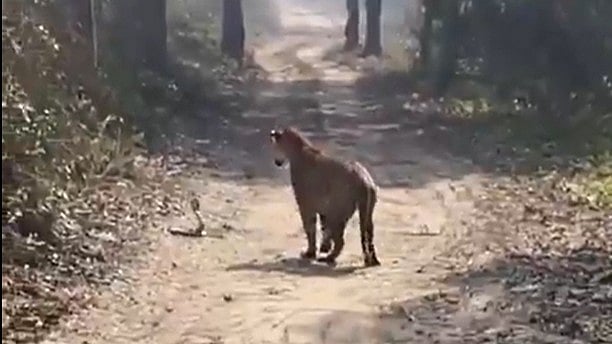 Cobra and tiger