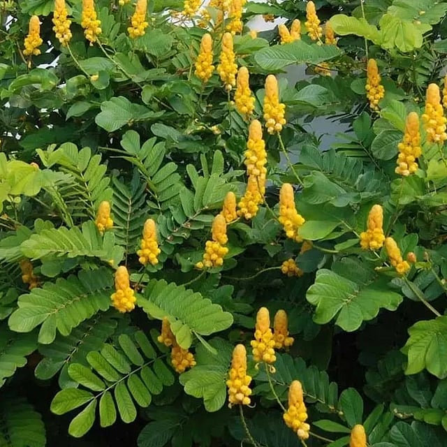 Senna alata