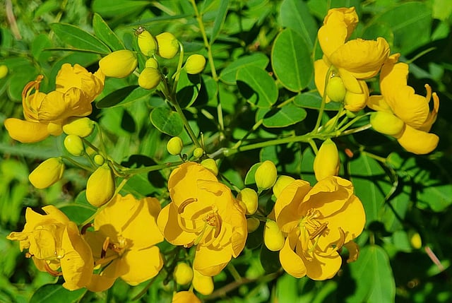 Senna bicapsularis