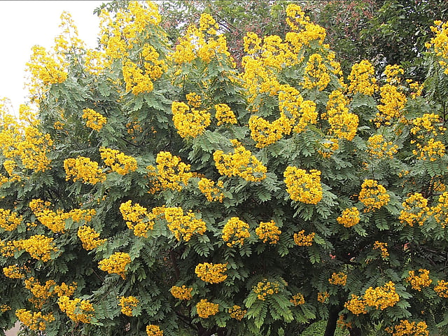 Senna spectabilis