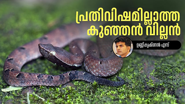 പ്രതിവിഷവും പത്തിമടക്കുംഈ കുഞ്ഞൻ പാമ്പിന് മുന്നിൽ, മുഴമൂക്കൻ കുഴിമണ്ഡലി കേരളത്തിനെ വലയ്ക്കുന്നത് ഇങ്ങനെയാണ്