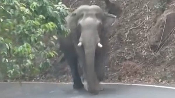 പെരുവണ്ണാമൂഴിയിൽ കാട്ടാനപ്പേടി: റബ്ബർ മരങ്ങൾ കൂട്ടത്തോടെ പിഴുതെറിഞ്ഞു