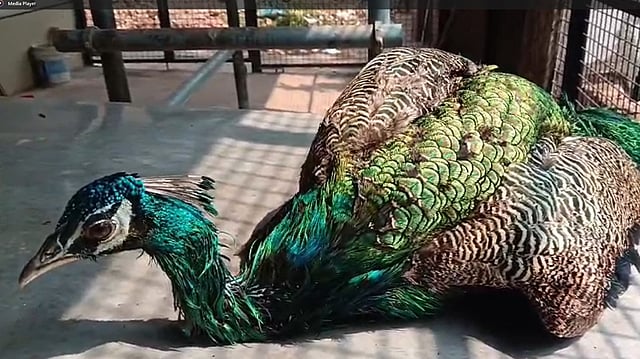Peacock rescued from house well after net broke in Kannur