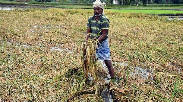 കർഷകർക്ക് ആശ്വാസവുമായി സർക്കാർ; വിളനാശ പരിഹാരത്തിനും ഇൻഷുറൻസിനും 119.87 കോടി അനുവദിച്ചു