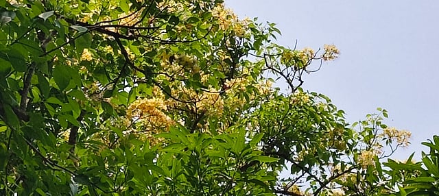kamala das