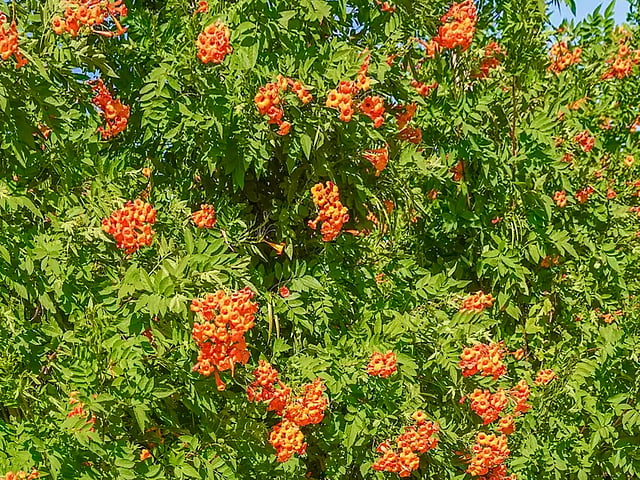 Tecoma capensis