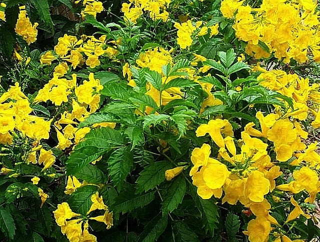 Tecoma flowering plants with vibrant blooms along with common growing problems and care tips