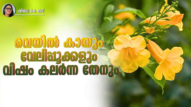 ടെക്കോമ: മധുരമൂറുന്ന വിഷം നിറഞ്ഞ കോളാമ്പിപ്പൂക്കൾ