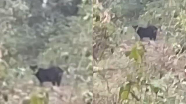 black panther