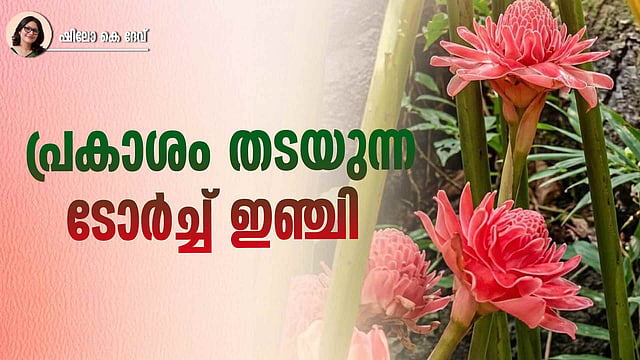 മനോഹരമാണ് ഈ ഇഞ്ചിപ്പൂക്കൾ, പക്ഷേ വളർത്തുമ്പോൾ സൂക്ഷിക്കണം