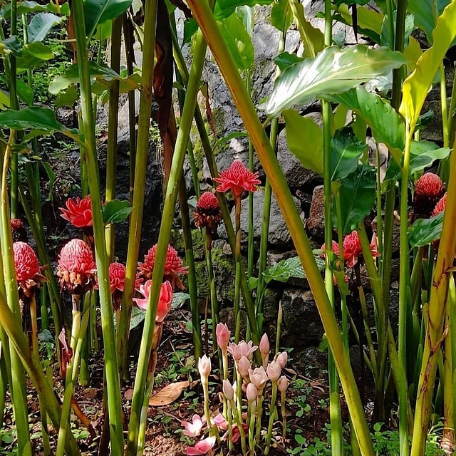 Etlingera elatior