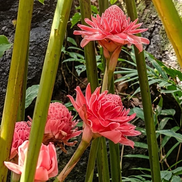 Etlingera elatior