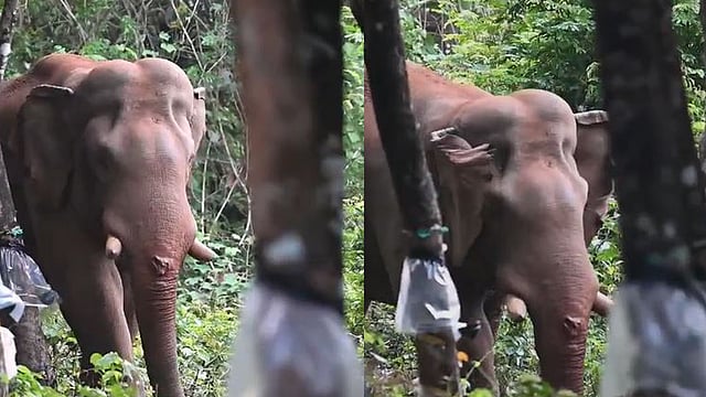അതിരപ്പിള്ളിയിലെ മഞ്ഞക്കൊമ്പന് പരിക്ക്; തുമ്പിക്കൈയില് ആഴത്തിലുള്ള മുറിവ്