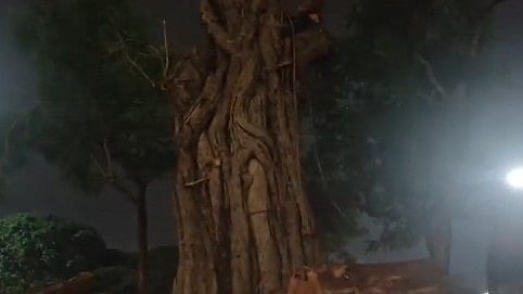 തിരുവമ്പാടി വിഭാഗത്തിന്റെ പൂരക്കൊടി ഉയര്ത്തുന്ന നായ്ക്കനാലിലെ ആല്മരം മുറിച്ചു നീക്കി, വിഡിയോ