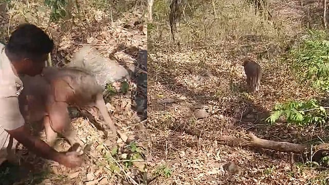 പാറയിടുക്കില് കുടുങ്ങി കുട്ടിയാന, അമ്മയുടെ വരവും കാത്ത് വനപാലകര്-വിഡിയോ