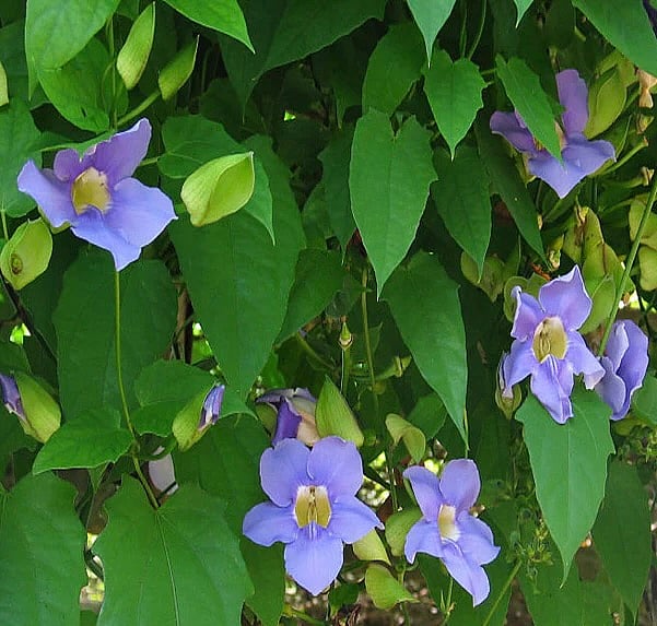 Thunbergia laurifaulia