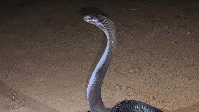 snake bite