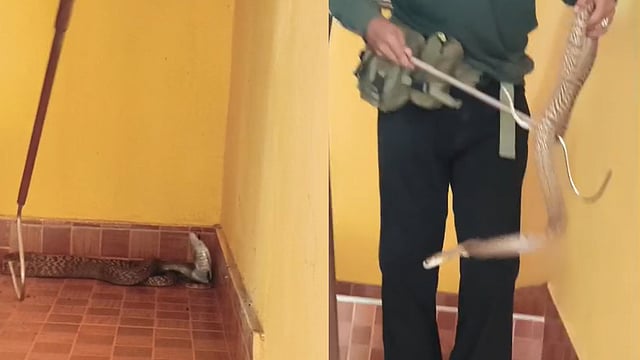 അപ്പാര്‍ട്ട്‌മെന്റിലെ കോണിപ്പടിയില്‍ മൂര്‍ഖന്‍, വീട്ടുകാര്‍ രക്ഷപ്പെട്ടത് തലനാരിഴയ്ക്ക്; കണ്ണൂരില്‍ രണ്ടു ദിവസങ്ങളിലായി പിടികൂടിയത് നിരവധി മൂര്‍ഖനെ- വിഡിയോ 