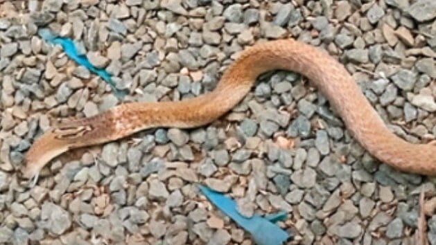 Cobra snake dies after falling jackfruit
