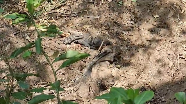 നെടുങ്കണ്ടത്ത് ഇരട്ടക്കൊലപാതകം?; വീട്ടുവളപ്പിൽ കുഴിച്ചിട്ട നിലയില് മൃതദേഹാവശിഷ്ടങ്ങള് കണ്ടെത്തി