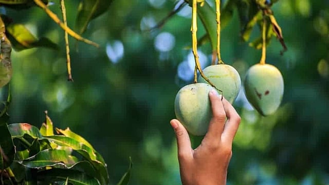 പച്ചയ്ക്കും പഴുത്തതിനും ആരോഗ്യഗുണങ്ങൾ വ്യത്യസ്തം, മാമ്പഴം തിരഞ്ഞെടുക്കുമ്പോൾ ഇക്കാര്യം മറക്കരുത്