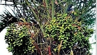 മരുഭൂമിയിലെ മധുരം ഇനി വീട്ടുമുറ്റത്തും; മുഹമ്മദലിയുടെ പരീക്ഷണം വിജയിക്കുമ്പോൾ