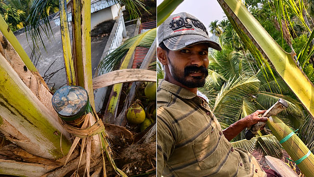 ചെത്തി ജീവിക്കാം, രാജകീയമായി! മാസവരുമാനം 80,000; കള്ള് ചെത്തിൽ വിപ്ലവം തീർത്ത് ഷിബു 