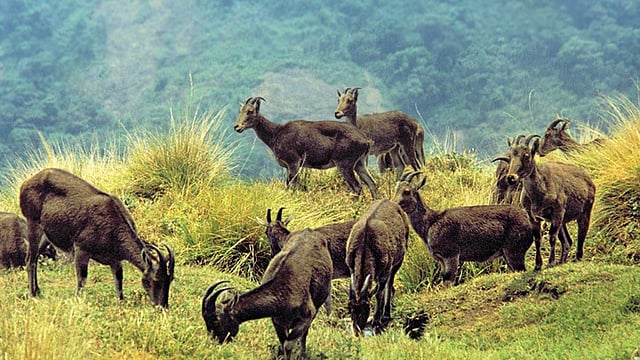 iravikkulam park