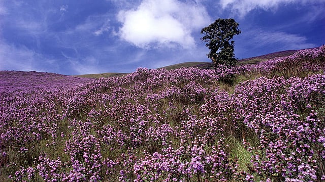 Munnar