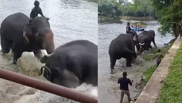 കുളിപ്പിക്കുന്നതിനിടെ ആനകള് ഏറ്റുമുട്ടി, യുവതിയുടെ ദേഹത്തുവീണു, ദാരുണാന്ത്യം