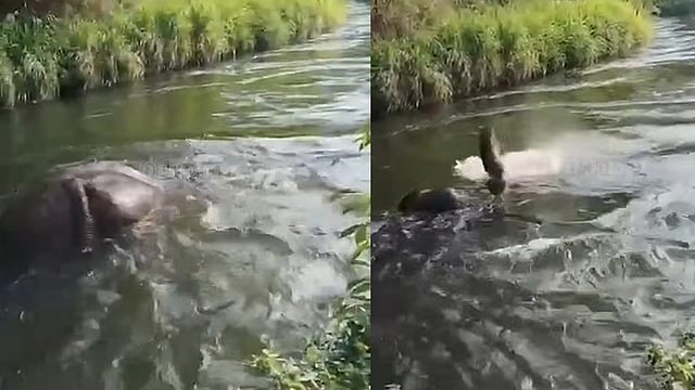 ഒഴുക്കില്‍പ്പെട്ടപ്പോള്‍ രക്ഷപ്പെടാന്‍ ശ്രമിച്ചില്ല, ചില്ലിക്കൊമ്പന്റേത് ആത്മഹത്യയോ?, വിഡിയോ 